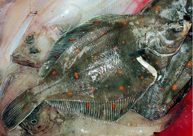 Pleuronectes platessa_09.jpg